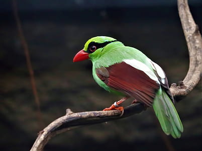green bird on branch thumbnail