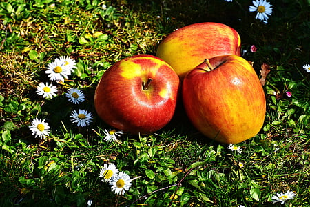 three apples near daisy flowers thumbnail