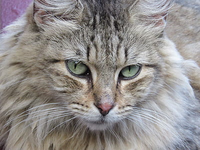 closeup photo of gray mean coon cat thumbnail