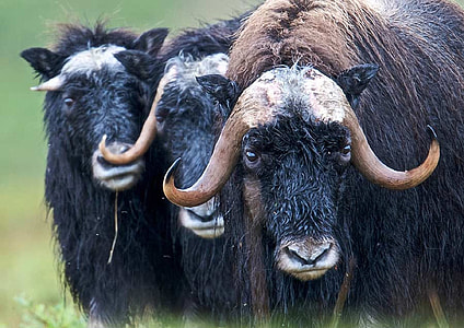 three black yaks thumbnail
