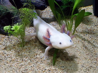 white axolotl underwater thumbnail