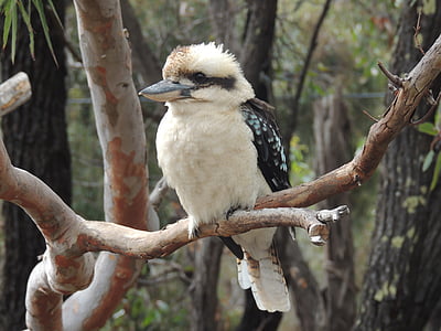 white and black bird on tree branch thumbnail