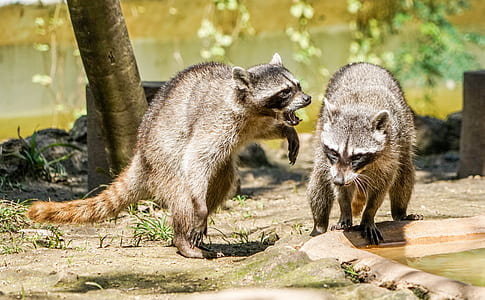 raccoons standing near pond thumbnail
