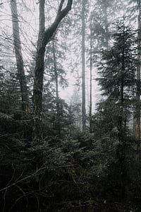 photo of mist covered forest thumbnail