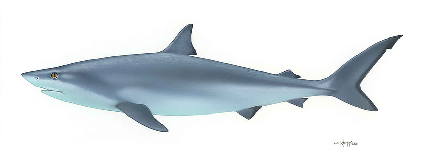 Drawing of a Bull Shark - Carcharhinus leucas thumbnail