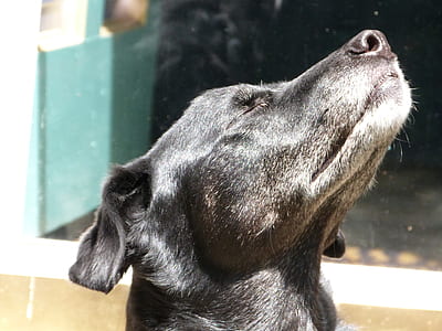 black Labrador retriever thumbnail