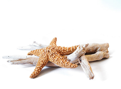 photo of brown starfish on beige driftwood thumbnail