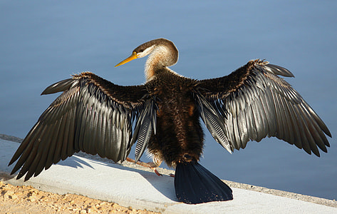 black and white bird beside body of water thumbnail