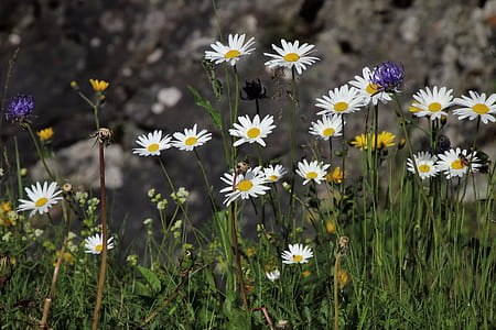 white petaled flowers at daytime thumbnail