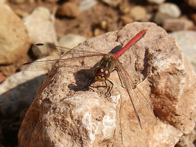 Dragonfly, Sympetrum Striolatum thumbnail