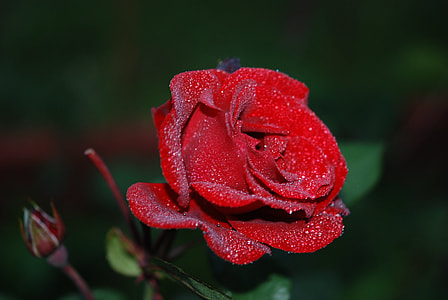red rose flower thumbnail