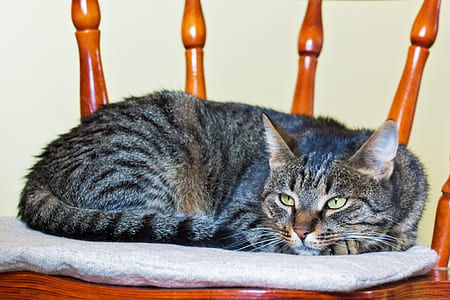 brown tabby cat lying on gray cat bed thumbnail