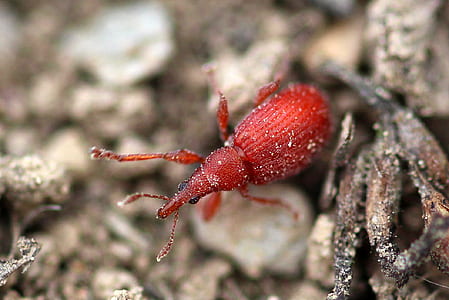 red weevil thumbnail