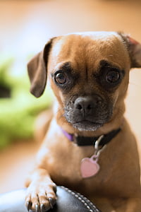 adult brown Chihuahua thumbnail