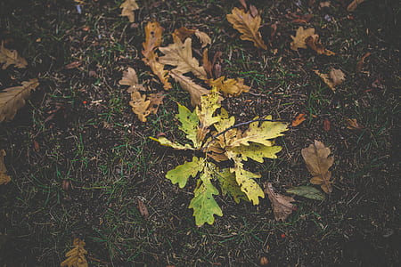 Dirty autumn leaves thumbnail