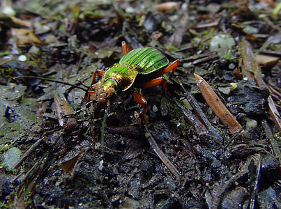Cetonia Ground Beetles, Beetle thumbnail