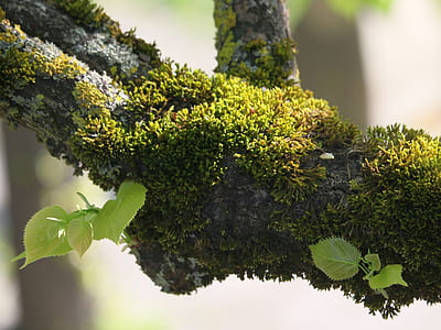 green algae on branch thumbnail