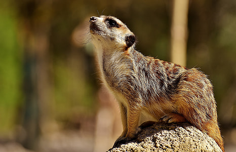 brown meerkat on stone thumbnail