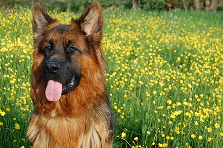 adult tan and black German shepherd sitting on green grass at daytime thumbnail