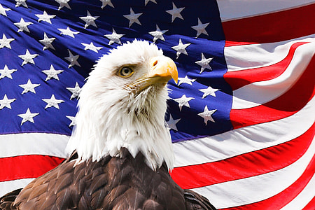 Bald eagle and American Flag thumbnail