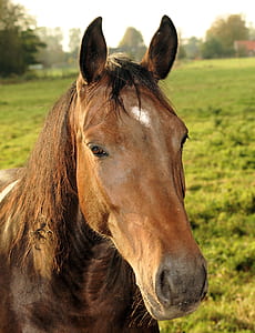 brown horse thumbnail