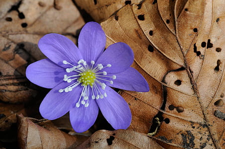 purple hepatica flower on withered leaves thumbnail