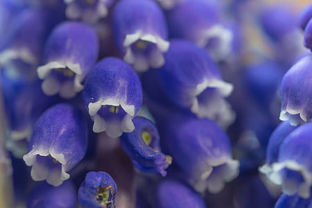 close up photo of purple petaled flowers thumbnail