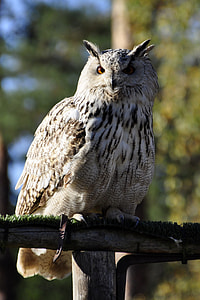 gray owl perched on gray branch thumbnail