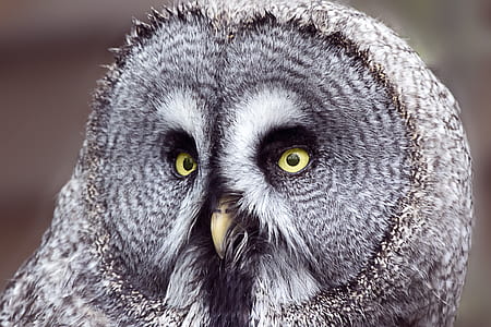 gray and white owl in selective focus photography thumbnail