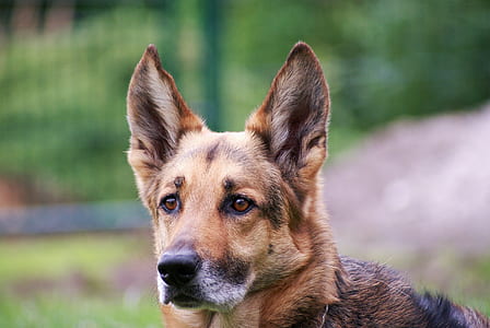 adult black and tan German shepherd thumbnail