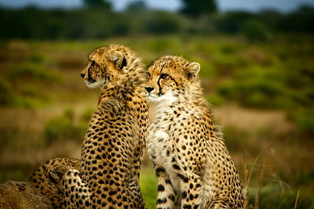 selective focus photography of two cheetah sits on green grass field thumbnail