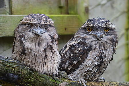 two white-and-black owl perching on brown surface thumbnail