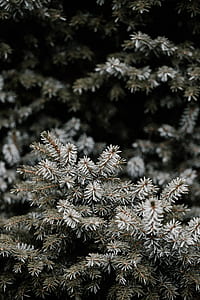 selective focus photography of tree thumbnail