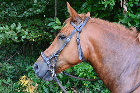 close up of brown horse thumbnail