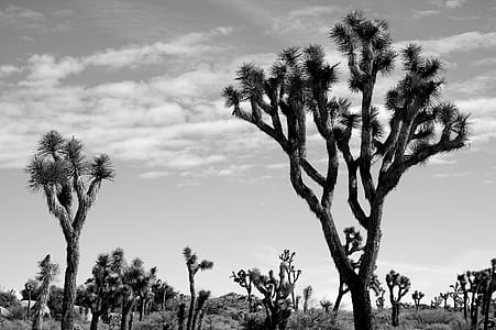 scale grey photography of trees thumbnail