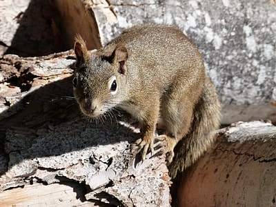 Squirrel, Sciuridaeanimal thumbnail