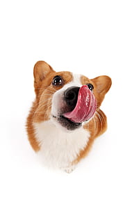 adult white and brown Pembroke welsh corgi close-up photography thumbnail