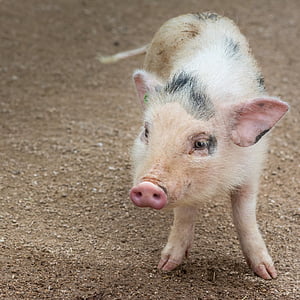 beige piglet thumbnail