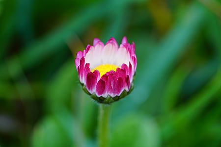 pink petaled flower focus photography thumbnail