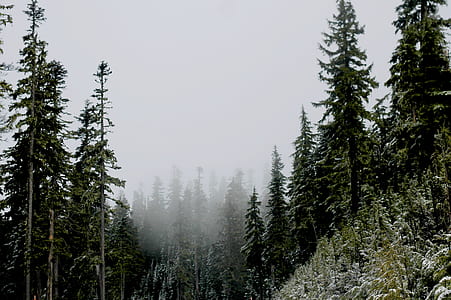 landscape photography of green pine trees covered with fog thumbnail