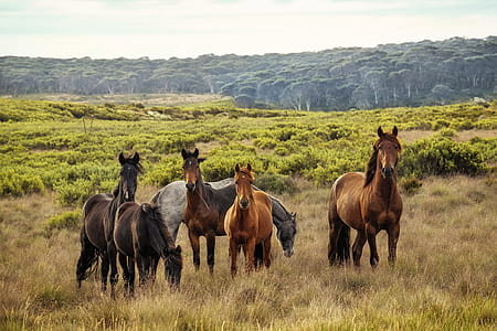seven brown and gray horses thumbnail