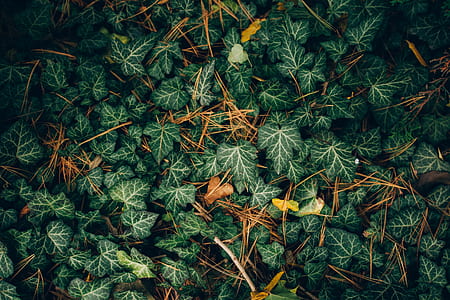 aerial photo of green leaf plant thumbnail