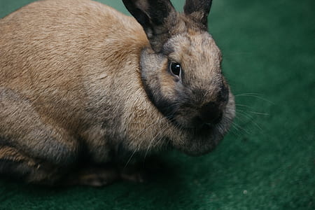 brown rabbit on grass close-up photography thumbnail