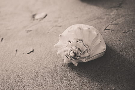 white conch shell on gray sand thumbnail