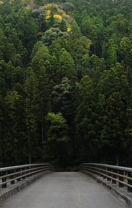 gray concrete bridge beside green forest thumbnail