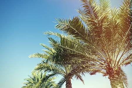 photo of palm trees thumbnail