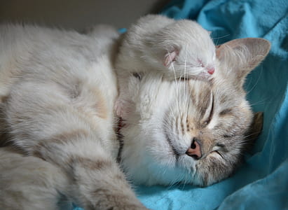sleeping gray cat on teal textile thumbnail
