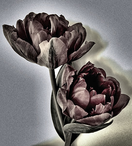 black petaled flower painting thumbnail