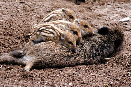 photo of brown and black pigs thumbnail
