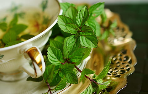 green leaf plant on saucer thumbnail